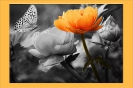 Farbtupfer_20